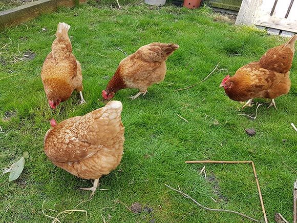 home-kept-chickens-in-the-garden