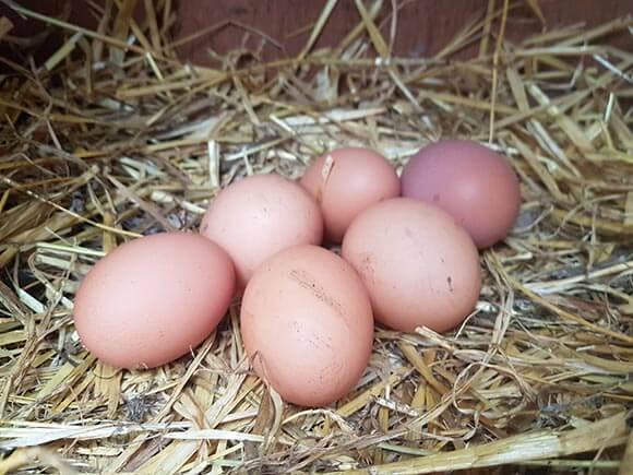 fresh-eggs-from-home-kept-chickens