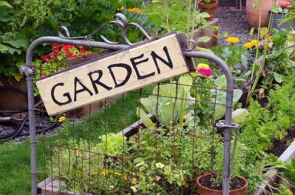 growing-fruit-and -vegetables-in-the-garden