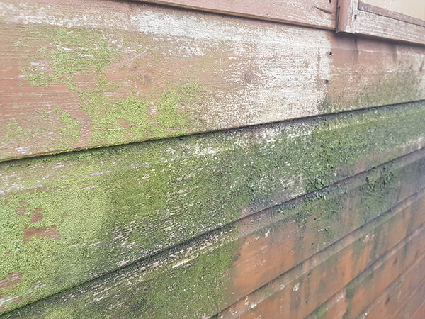 Using a wood or shed cleaner to remove mould and algae